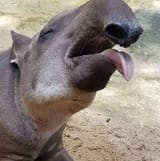 Tapir