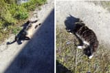 cats