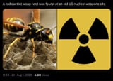 wasps