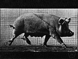 pig-in-motion-1887