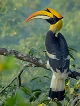 Great_hornbill_Photograph_by_Shantanu_Kuveskar