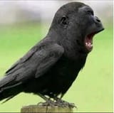 Monkey crow