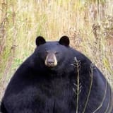 fatbear