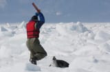 seal-hunt-209827