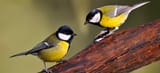 blog-cover-Bird-Guide-British-Tit-Family