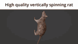 spinning-rat