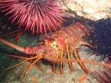 images-report_card-California_Spiny_Lobster_1270_600_q85