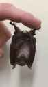 baby-bat_thumb.jpg