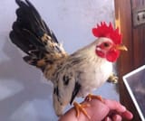 cock in hand