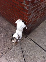 grimmidog