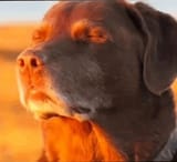 dog peace