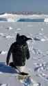 clizzy puffer [sound=files.catbox.moe%2F6b46lp.mp3]_thumb.jpg