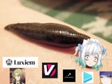 leech (2)