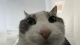 kot
