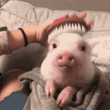 pig-cute