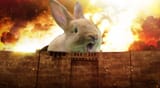 rabbitwall[sound=files.catbox.moe%2Fzpww2y.mp3]