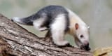 Tamandua_tetradactyla_qtl1-2