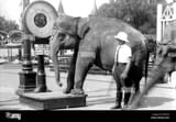 Screenshot 2025-08-05 at 21-42-06 elephant weighing - H[...]