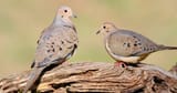 mourning-dove-pair