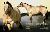 swole horse