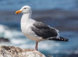 seagull