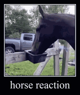 horse-horse-reaction