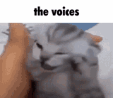 schizoid cat the voices