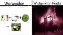 WatamelonVsWatamelonPosts(...)_thumb.jpg