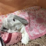 rabbit sleep