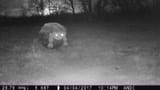 Trail cam