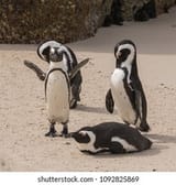 african-penguin-waving-260nw-1092825869