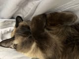 Minto_Bootaro2