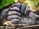 gorilla