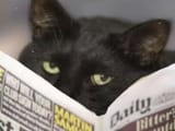 cat reading the news
