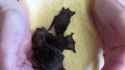 batby_thumb.jpg