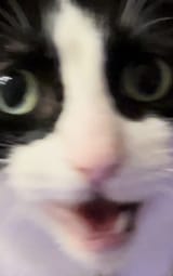 peepeehead pog
