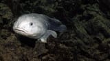 blobfish