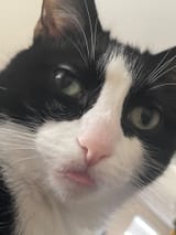 1727239416306
