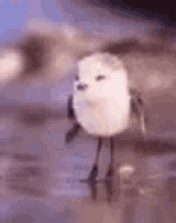 birb feed