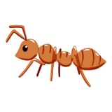 ant