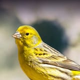 Canary