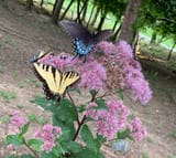 butterflies