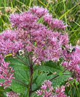 joe pye weed