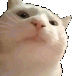 bop_cat2