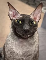 1743617770492156