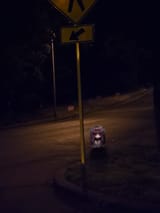 lost_snale