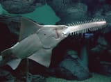 2009_Pristis_microdon1