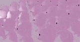 sambasemi[sound=files.catbox.moe%2Famyh11.mp3]