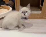 biboo-got-her-cat-v0-f-GiyB2OzKDZYSlK3DDiikV0EtOMUMIKXbv0bWDUQwA