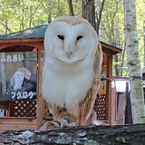white owl